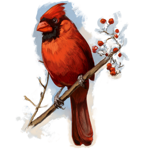 Colored drawing of cardinal