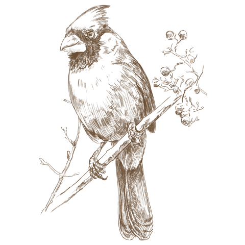 Field sketch of cardinal bird