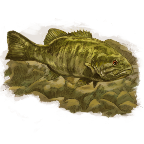 Colored Drawing of Smallmouth